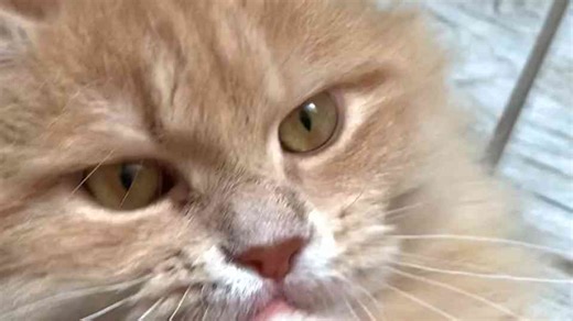 Prevent Cat Boredom: 8 Fun Ways to Entertain Your Feline Indoors