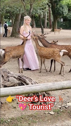 奈良公園で観光客と鹿のかわいいふれあい 🦌💖#奈良公園 #奈良の鹿 #観光スポット #癒し動画 #動物好き #かわいい瞬間 #日本旅行 #旅行Vlog #自然と触れ合う #バズ動画