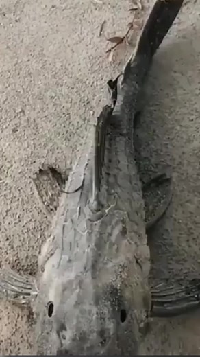 4.9K views · 129 reactions | Is this a zombie fish. . #instareels #facebookreels #learn #knowledge #interesting #live #adventure #GoogleMap #AmaZing #human #viral #video #viralreels #view | Facts' Mine | Facebook