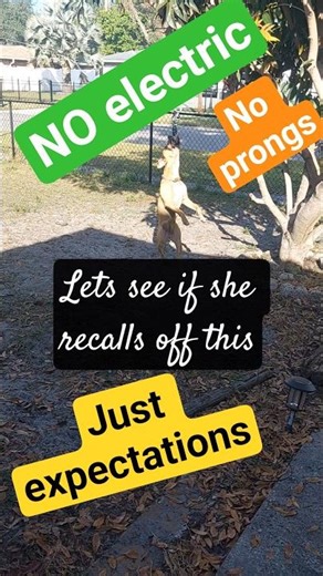 Sporty outs with no tools, just a strong bond. #pitbull #dogtraining #shorts