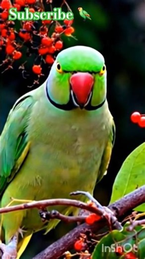 Charming 🦜Parrot 🦜 #Parrot #beautifulparrot #shorts #ringneckparrot #BestVibes