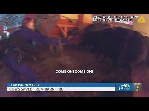 Body cam footage shows police officers rescuing cows from fire engulfed barn