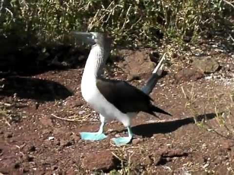ガラパゴス諸島アオアシカツオドリ求愛ダンス Blue-footed Booby Galápagos Islands