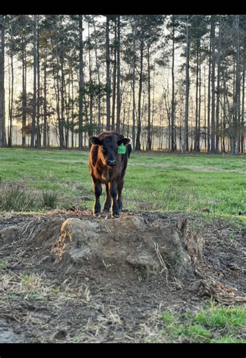 Don’t be scared to put it all on the line to turn a dream into a reality. Follow us for more growth videos! #angus #lowcountry #beef #familyfarm