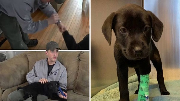 ​Deaf Man Adopts Deaf Rescue Puppy And Teaches Him Sign Language