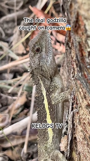 The real godzilla caught on camera😱 #katropa #fishing #kelogstv