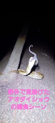 WDアオダイショウ捕食シーン