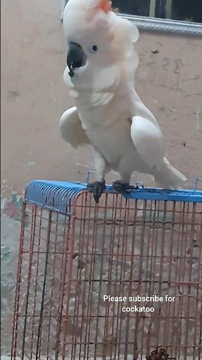 "Talking Cockatoo Mithu Goes Viral — Dancing, Screaming & Full Drama!"