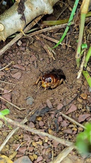 Male Cricket Calling for a Mate