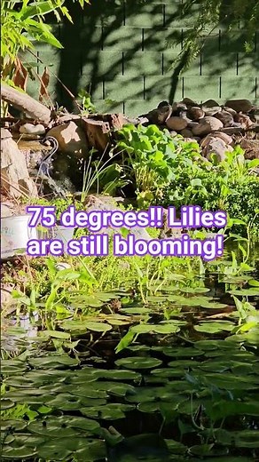 lilies and waterfall