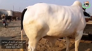 77K views · 81 shares | SOODAY KA ALAG TAREEQA - BAKRA MANDI PAKISTAN | Bakra Mandi Pakistan | Facebook