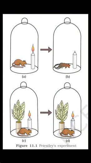 Ankit Goyal on Instagram: "All Diagrams & Tables of Plant Physiology NCERT.... #ankitsir #ncertbiology #neetbiology"