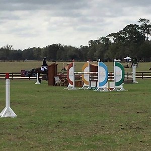 FE Stiff Upper Lip jumping clear yesterday on his way to winning his first intermediate with @claytonfreddo @kfpequestrian #fredericksequestrianinternational #forsale | Fredericks Equestrian International