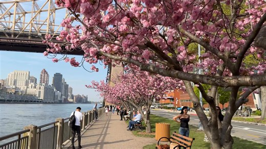 Roosevelt Island Cherry Blossom April 24th 2025 #nyc #cherryblossom #newyorkcity | New York City Photos