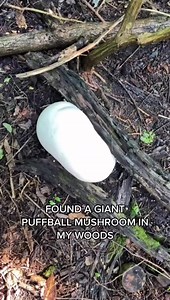 Found a Giant Puffball Mushroom 😱🍄 | Evan Era