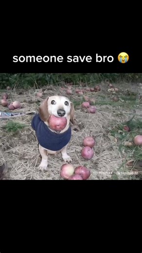 Small Dog's Comical Apple Encounter in Outdoor Setting