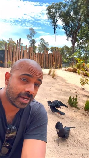 Free time with the flock... 🖤❤️🐣 #blackcockatoo #cockatoo #bird #birds | Feathered Friends