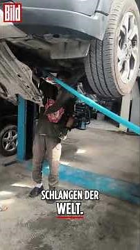 SCHLANGE im Auto! 🐍😱 | #shorts