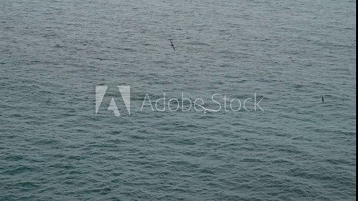 red billed tropicbird, Phaethon aethereus, flying along the cliffs of the rugged coastline at Espanola island in the archipelago of Galapagos islands, Ecuador.