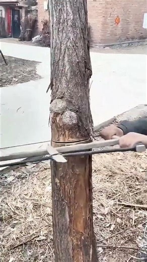 Hand Saw Tree Cutting Near cable Lines
