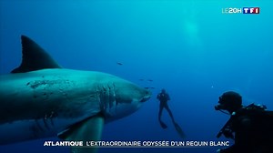1.4M views · 17K reactions | Une extraordinaire Odyssée : On vous raconte la migration vers l'Europe de Nukumi, énorme femelle requin blanc  | TF1 INFO | Facebook