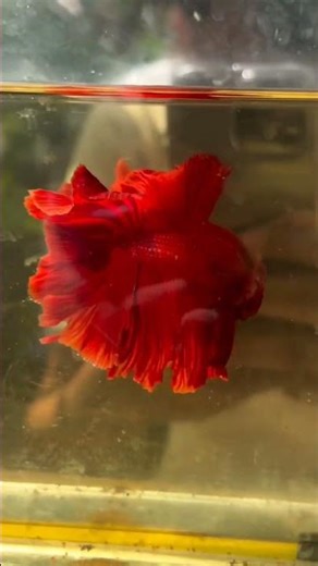 most beautiful betta fish #aquarium #feeds
