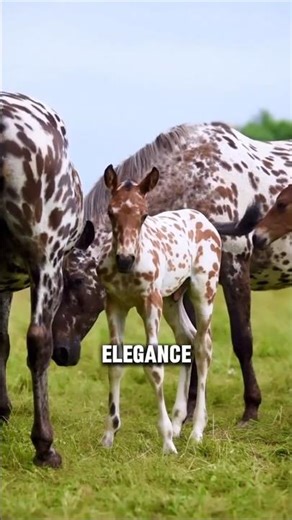 2 Fascinating Facts About The Knabstrupper Horse Breed #horse #equestrian #animals