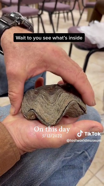 Fossil Clam with Soft Tissue: A Fascinating Discovery