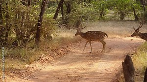 Chital or cheetal, also known as spotted deer, chital deer, and axis deer, is a species of deer that is native in the Indian subcontinent. Ranthambore National Park Sawai Madhopur Rajasthan India