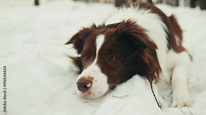 Border collie execute some commands in the park. Dog pet making a command, training new commands with owner. Portrait of a The Border Collie a British breed of herding dog of the collie type