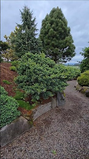 Kinpo Japanese White Pine #landscaping #landscapearchitecture #landscapedesign #garden #bonsai
