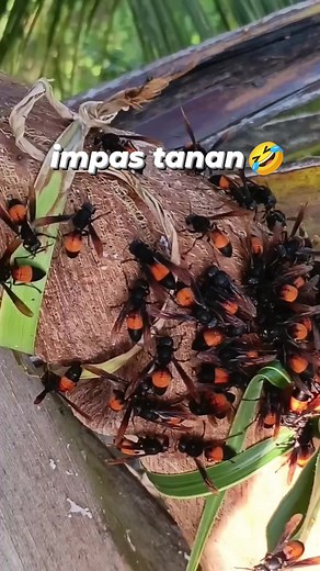 20K views · 218 reactions | impas tanang langaw藍 | Jonathan Poroy Macarisa | Facebook