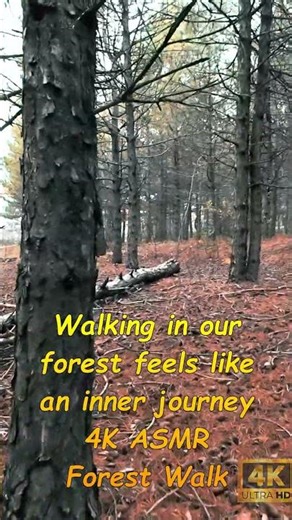 inner journey in the silent forest 🌲 #shorts #forestwalk #natureasmr