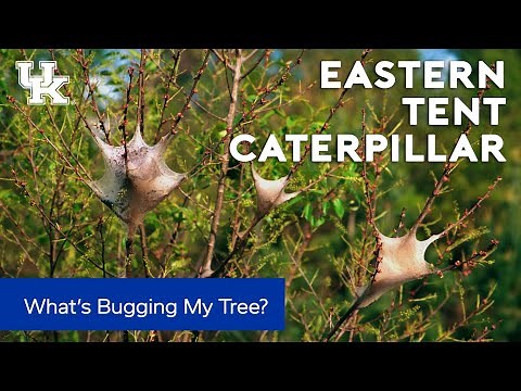 What's Bugging My Tree: Tent Caterpillars