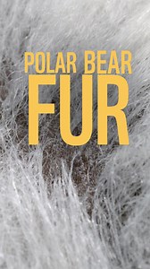 294 reactions · 16 shares | Did you know... - Polar bear fur is hollow and transparent? - Penguin poo stains can be seen from space? - Snow leopards can't roar? But what they all have in common is they need your help. Adopt an animal with WWF from £3 a month. | WWF UK | Facebook