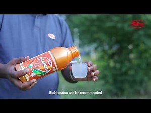 BioNematon: Effective Nematode Control with Paecilomyces lilacinus