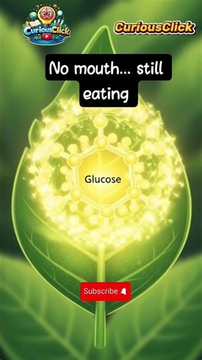 How plants eat #plantfacts#plantscience#didyouknow#photosynthesis#mindblowingfacts#facts#shorts