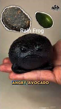 desert rain frogs frog jumping screaming Rain frog walking swimming, Rain frog as Pet #frog #pet