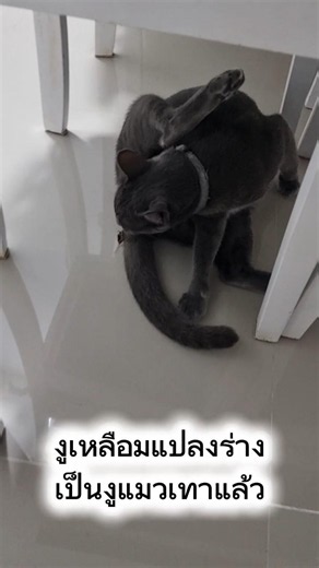 พบรอยงูเหลือมเหลืองเลื้อยเข้าบ้านตอนเช้ามืดก่อนนุดออกไปทำงานเมื่อวันเสาร์ที่ผ่านมา#แมว #cat #reels