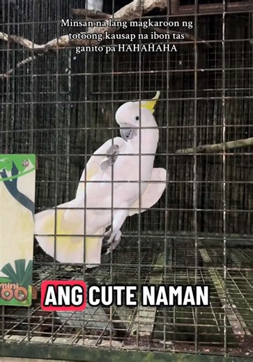 Ibon na Nag-Headbang at Nagsabi ng Pangit