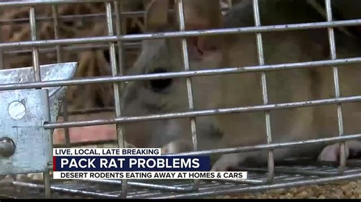 Pack rats causing major problems for homeowners