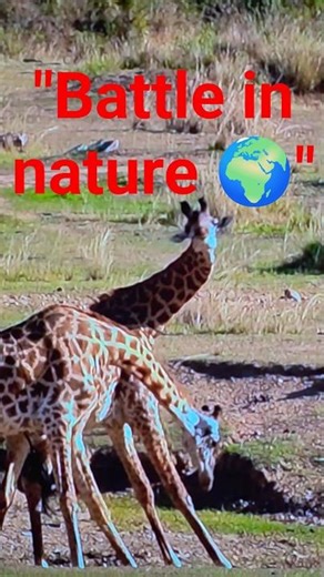 An incredible fight between two giraffes! 😱🦒