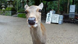 A Day Trip to Nara, Japan to Meet the Famous Nara Park Deer
