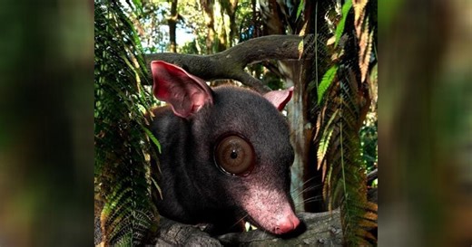 Fossils from giant possum-like mammal that lived 60 million years ago found in Texas