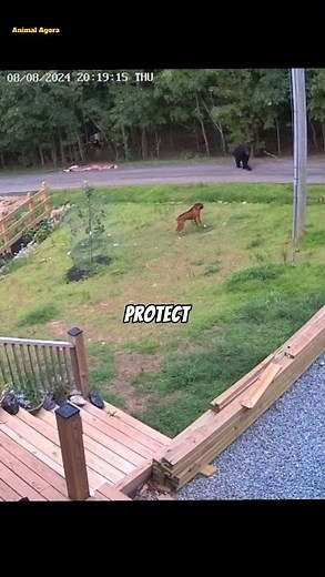 Brave Boxer Dog Refuses to Back Down as Black Bear Enters His Yard! 🐻😱