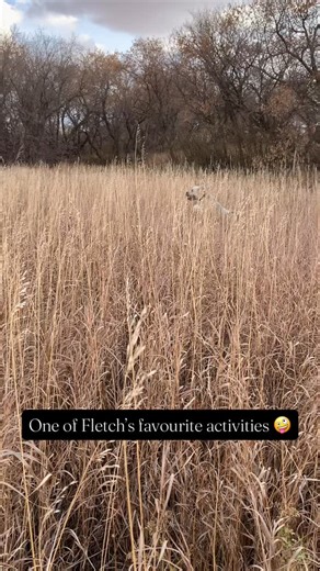 Just a happy Wheaten hopping through the wheat 💓 #doglovers #wheatenterrier #explore | Wheat and Greet Breeding