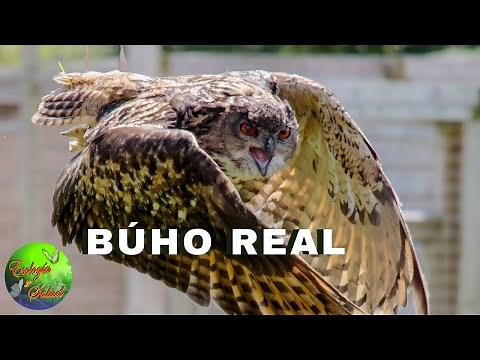 BUHO REAL