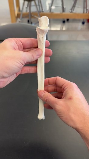 Exploring the Anatomy of the Ulna