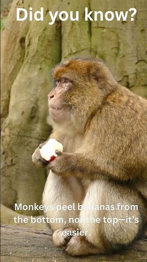 “🐒🍌 Monkeys Peel Bananas From the Bottom! 🤯”
