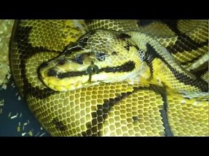 Ball Python collection - male morphs